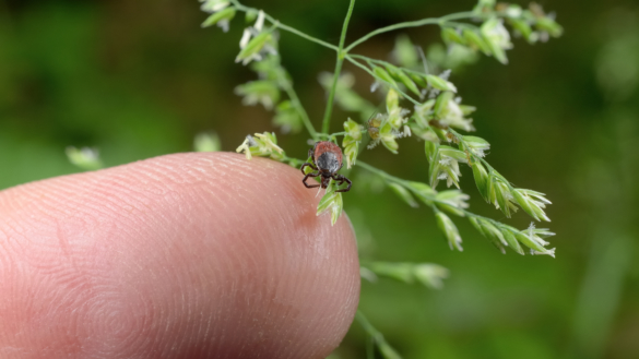 TBE: orsak, symtom & behandling